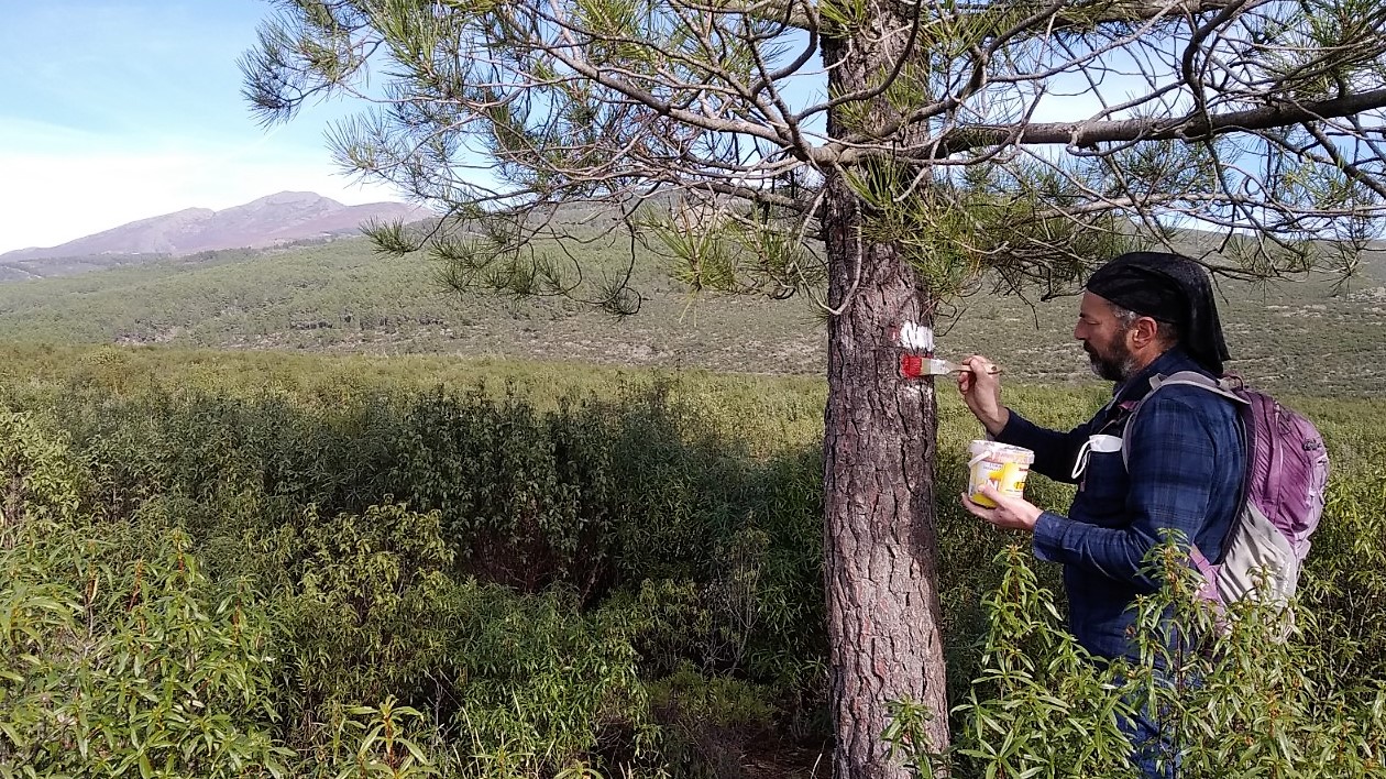 Señalizando el GR 60 en medio del paisaje excepcional del norte de la provincia de Guadalajara en noviembre de 2020.