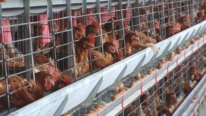 Gallinas ponedoras, en sus jaulas, como una auténtica cadena de producción industrial.