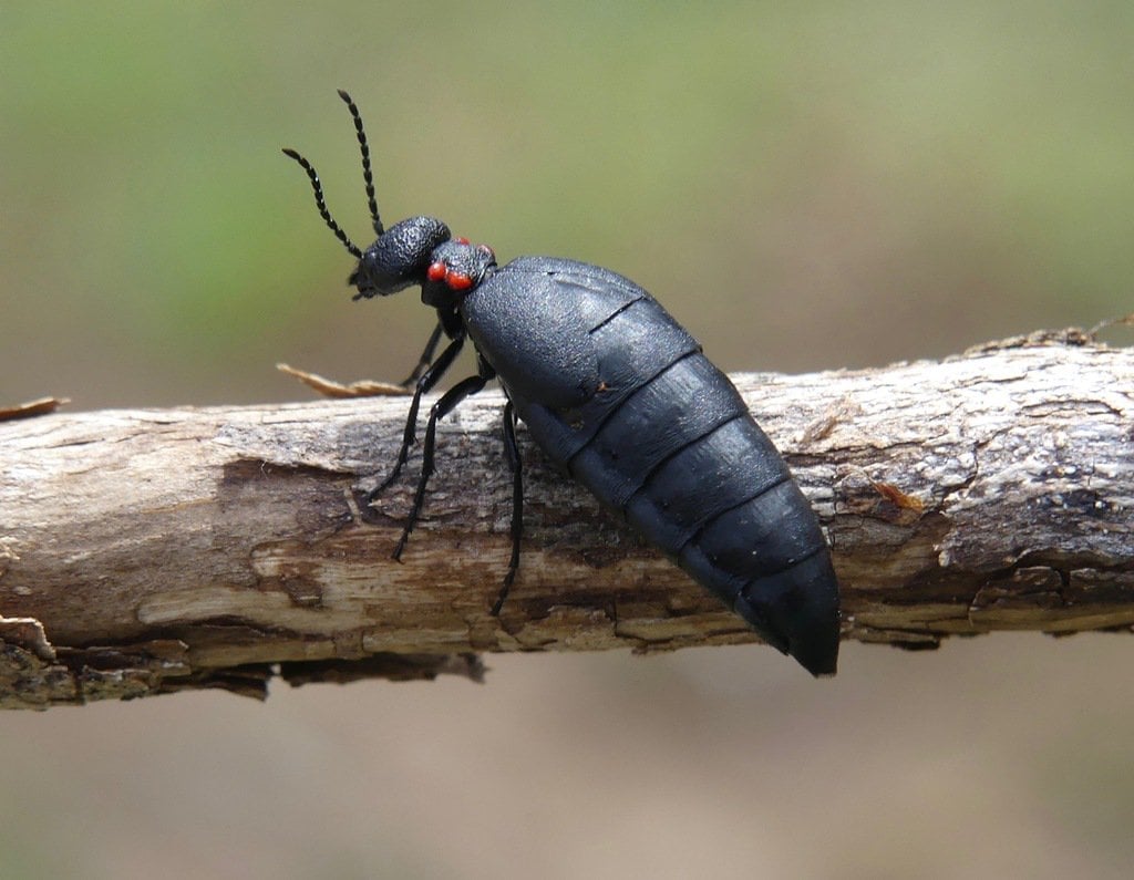 Ejemplar de Physomeloe corallifer, del que hay colonias en el norte de la provincia de Guadalajara.