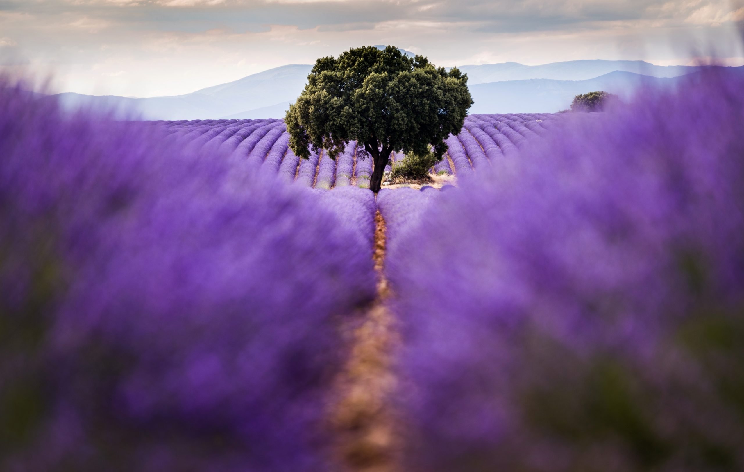 Campos de lavanda en Brihuega, en julio de 2021. (Foto: Rafael Martín - Europa Press)