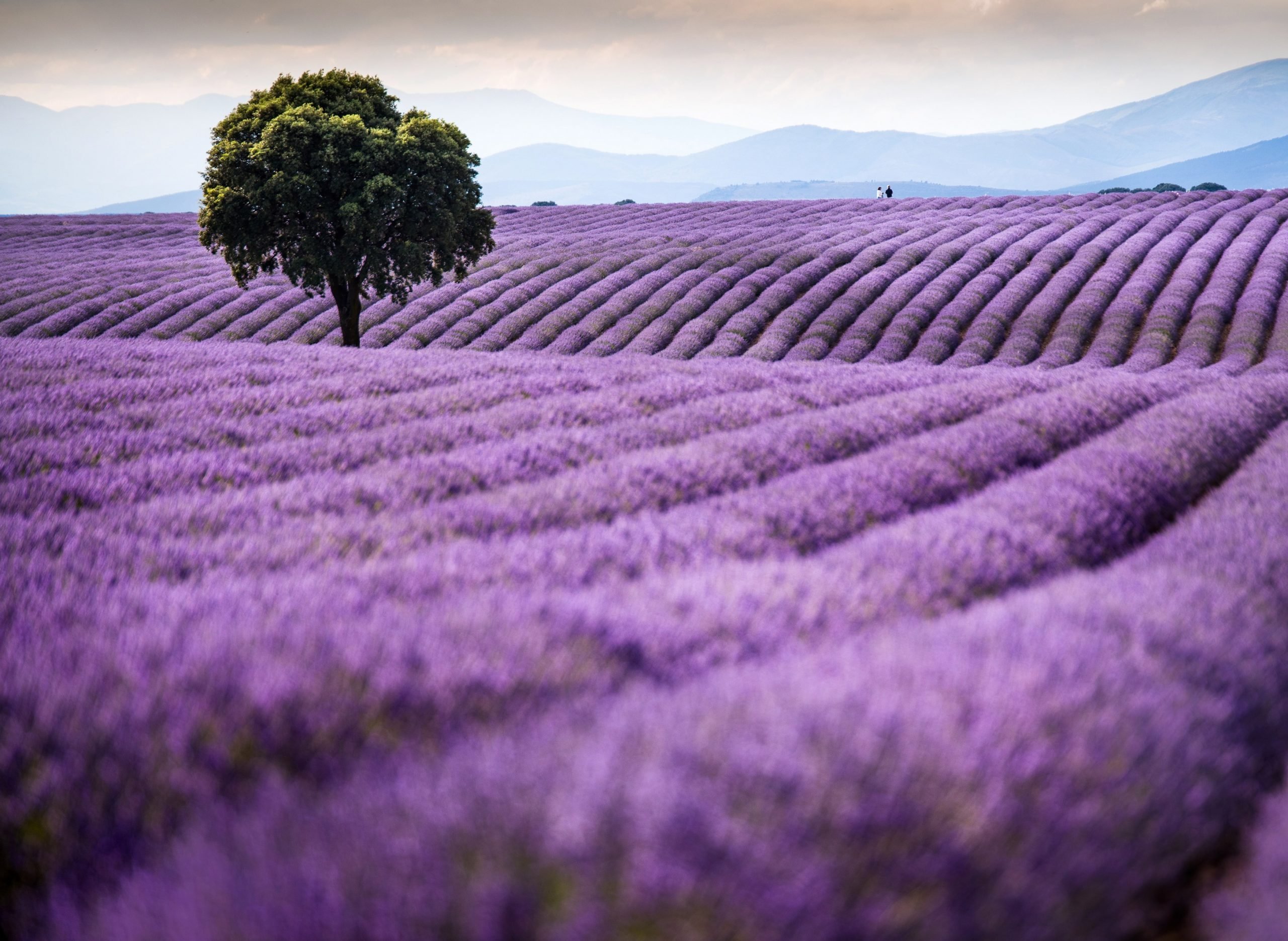 Campos de lavanda en Brihuega, en julio de 2021. (Foto: Rafael Martín - Europa Press)