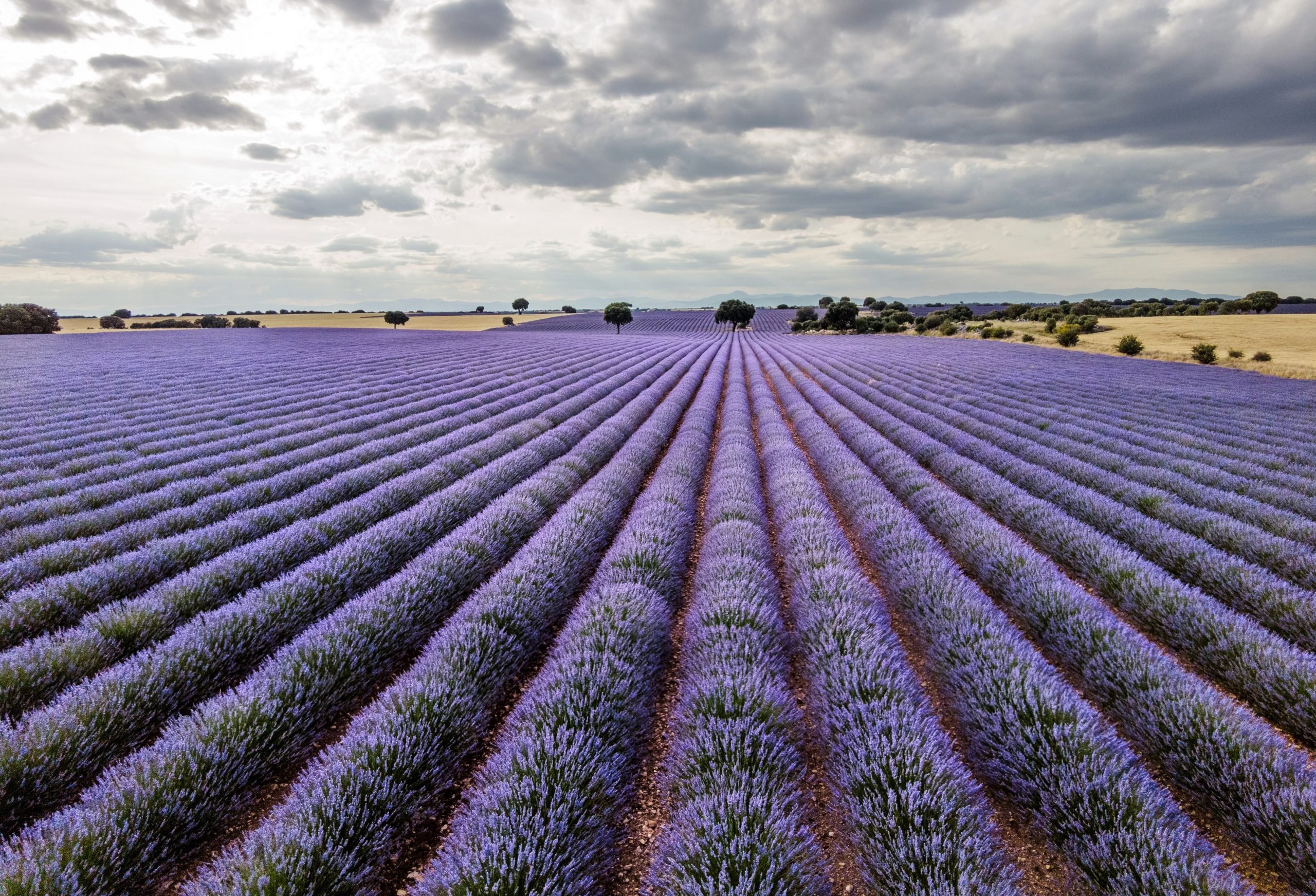 Campos de lavanda en Brihuega, en julio de 2021. (Foto: Rafael Martín - Europa Press)