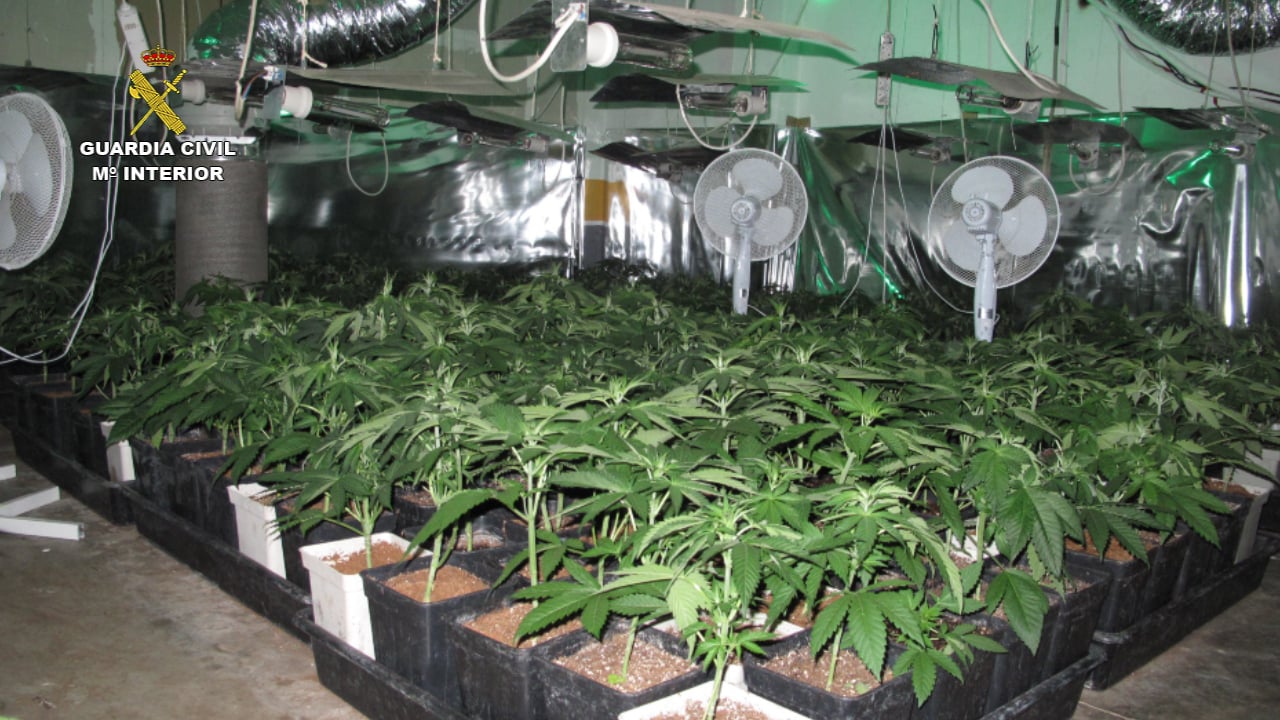 Plantación de marihuana descubierta en Cabanillas del Campo en octubre de 2016.