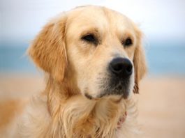perro