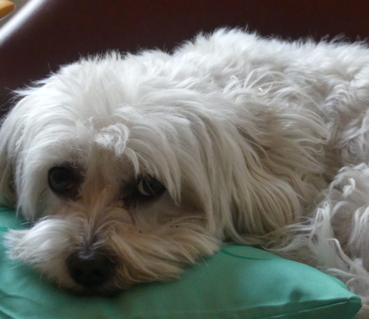 Perro, en una casa de Guadalajara. (Foto: La Crónic@)