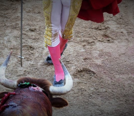 50.000 euros en ayudas a asociaciones culturales taurinas Una novillada celebrada en Guadalajara en 2019. (Foto: La Crónic@)