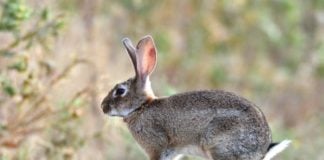 Los conejos podrán ser cazados durante el estado de alarma, aunque con condiciones.