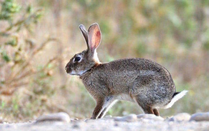 Los conejos podrán ser cazados durante el estado de alarma, aunque con condiciones.