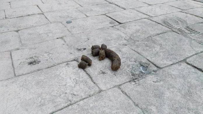 Excremento de perro en una calle de Guadalajara. (Foto: La Crónic@)