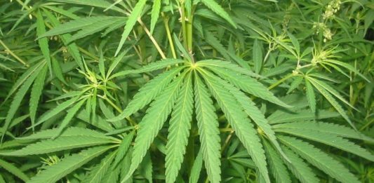 Plantas de marihuana, en una imagen de archivo.
