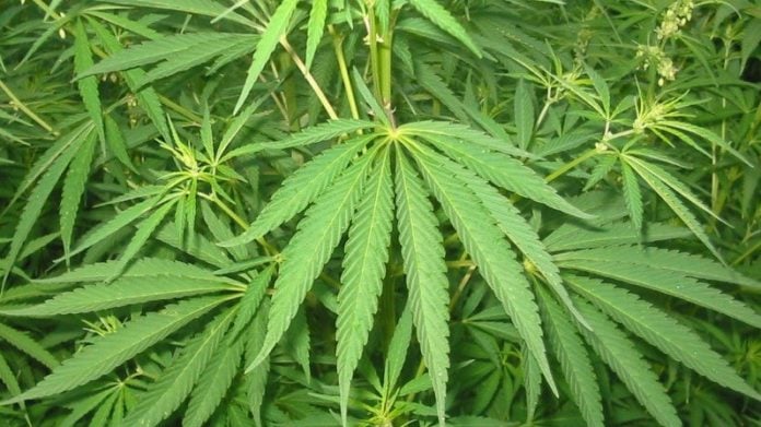 Plantas de marihuana, en una imagen de archivo.