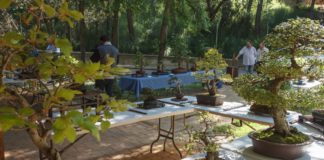 Exposición de bonsáis, con entrada gratuita, en el zoo de Guadalajara.