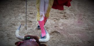 La defensa de los toros y las tradiciones forma parte del programa electoral del PP en la región
