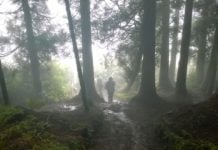 El Día Internacional de los Bosques se celebrará, cuando sea posible.
