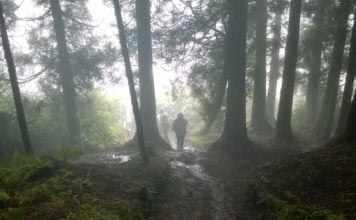 El Día Internacional de los Bosques se celebrará, cuando sea posible.