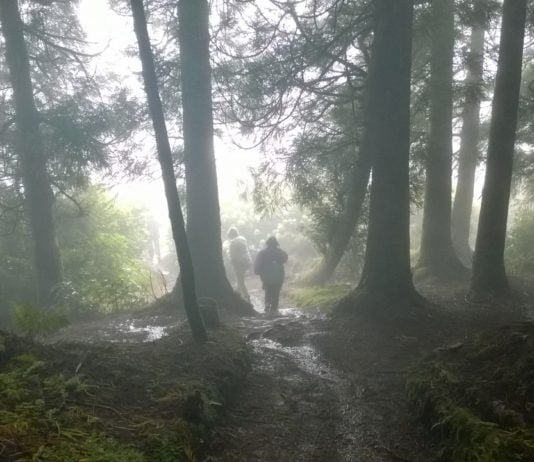 El Día Internacional de los Bosques se celebrará, cuando sea posible.