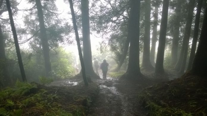 El Día Internacional de los Bosques se celebrará, cuando sea posible.