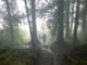El Día Internacional de los Bosques se celebrará, cuando sea posible.