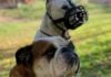 Problemas en una urbanización con varios perros peligrosos perros