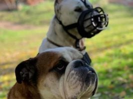 perros