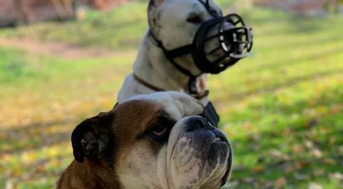 Problemas en una urbanización con varios perros peligrosos perros