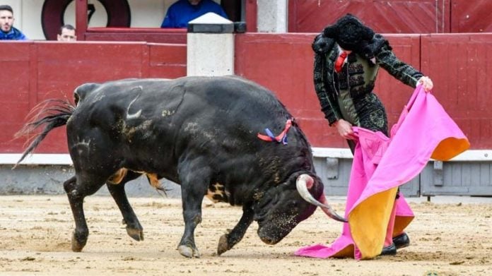 Juan Ortega, toreando de capa en Madrid.