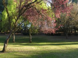 Parque en primavera