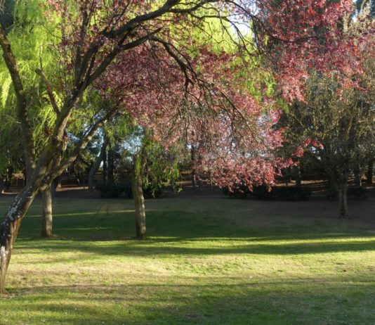 Parque en primavera