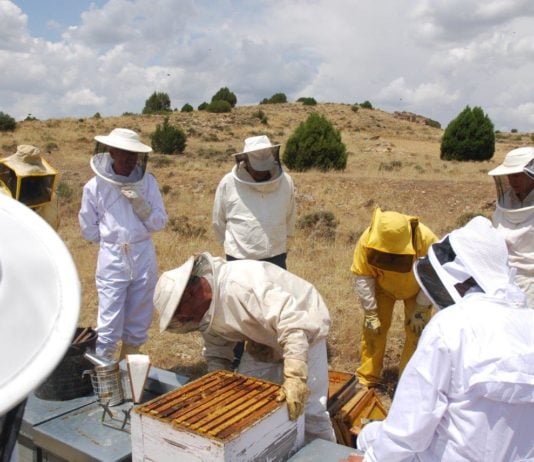 Van a documentar cómo afecta el eclipse a las abejas de un pueblo de Guadalajara cOLMENAR
