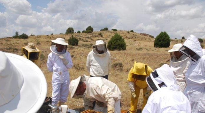 Van a documentar cómo afecta el eclipse a las abejas de un pueblo de Guadalajara cOLMENAR