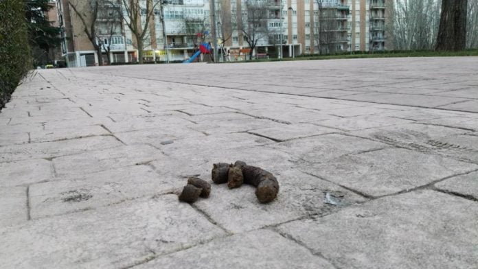 Excremento de perro entre las calles Constitución y Cifuentes de Guadalajara. (Foto: La Crónic@)