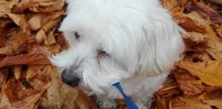 Un perro, con correa por un parque de Guadalajara, en respeto a la ordenanza de la ciudad. (Foto: La Crónic@)