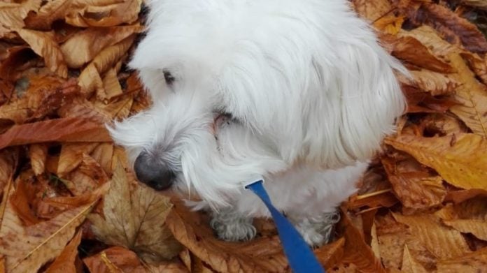 Un perro, con correa por un parque de Guadalajara, en respeto a la ordenanza de la ciudad. (Foto: La Crónic@)