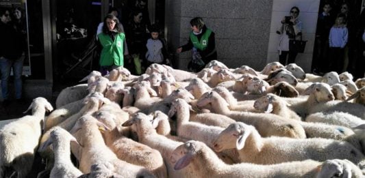 Ovejas por el centro de Guadalajara, durante una jornada de reivindicación ganadera, hace años. (Foto: La Crónic@)