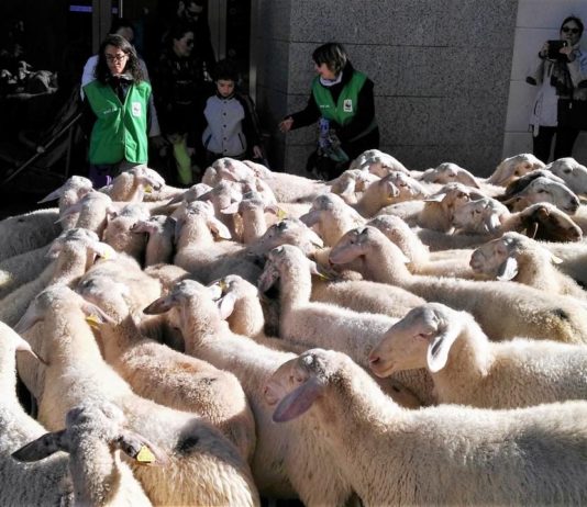 Ovejas por el centro de Guadalajara, durante una jornada de reivindicación ganadera, hace años. (Foto: La Crónic@)