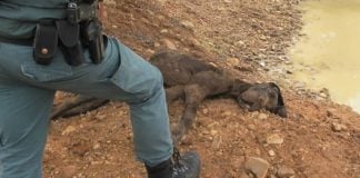 Perro dejado morir de hambre en El Casar.