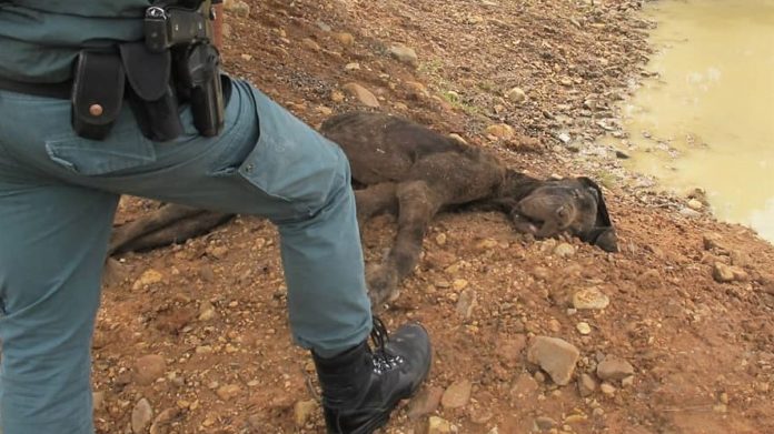 Perro dejado morir de hambre en El Casar.