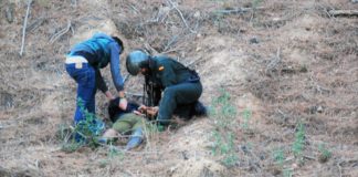 En 2019 fueron detenidos en el monte los albaneses que cuidaban una gran plantación en la Sierra Norte de Guadalajara. La actividad delictiva ha variado, pero no ha cesado. (Foto: Guardia Civil)