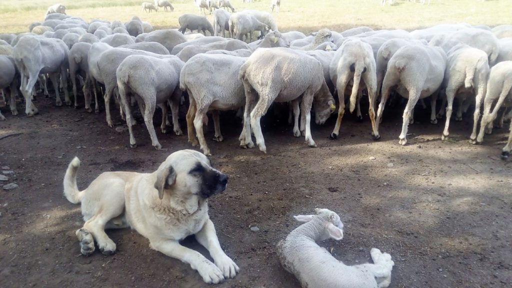 Usar mastines para defender a los rebaños es una opción frente al lobo, aunque también complicada.