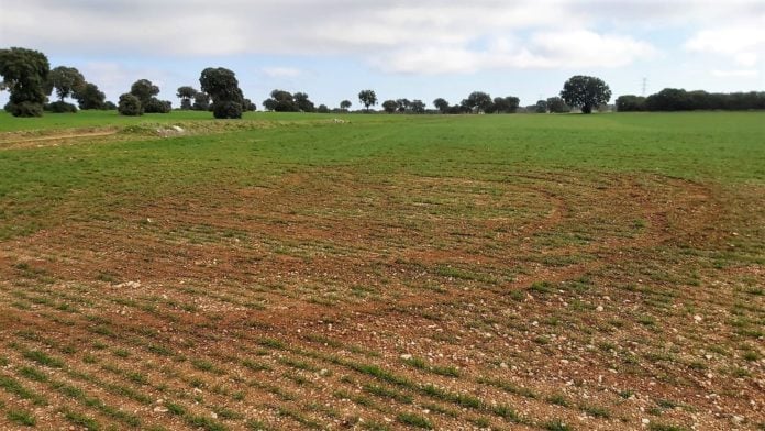 Marcas de vehículos en un sembrado de La Alcarria.