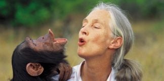 Jane Goodall, famosa por el estudio de los primates.