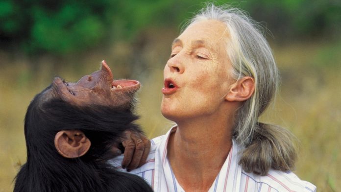 Jane Goodall, famosa por el estudio de los primates.