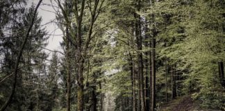 Un bello rincón de la Selva Negra.