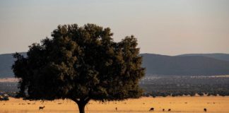 Cabañeros, en la actualidad.