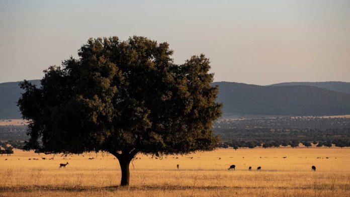 Cabañeros, en la actualidad.