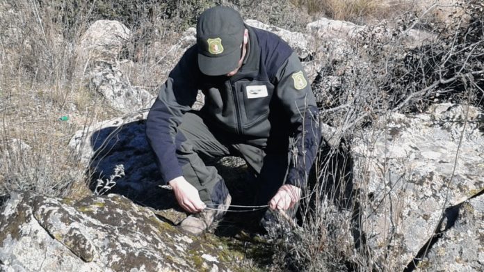 Agente medioambiental de Castilla-La Mancha retirando un lazo en el monte.