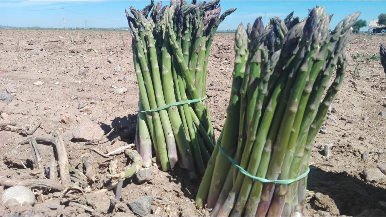 Manojos de espárragos, a pie de surco.