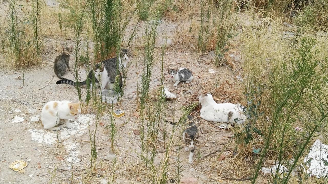 Gatos en un solar de Guadalajara. (Foto: La Crónic@)