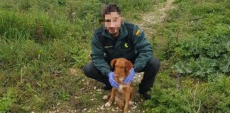 Rescatado un perro en una alcantarilla por la Guardia Civil El perro, con el agente de la Guardia Civil que fue su salvador.
