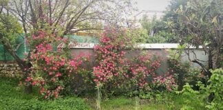 Las lluvias de abril y la falta de mantenimiento han puesto especialmente selváticos muchos jardines privados de Cabanillas. (Foto: La Crónic@)